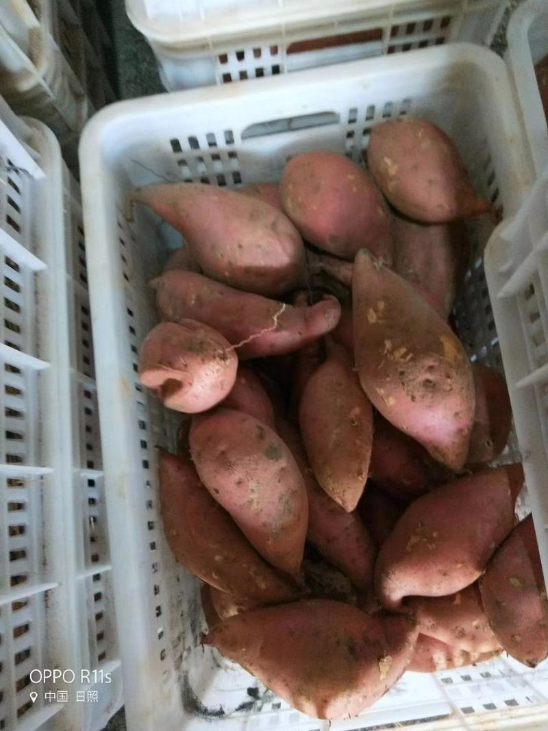 济薯26红薯，基地，货源充足济薯26、红香蕉