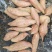 济薯26红薯，基地，货源充足济薯26、红香蕉