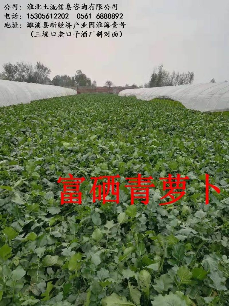 富硒青萝卜