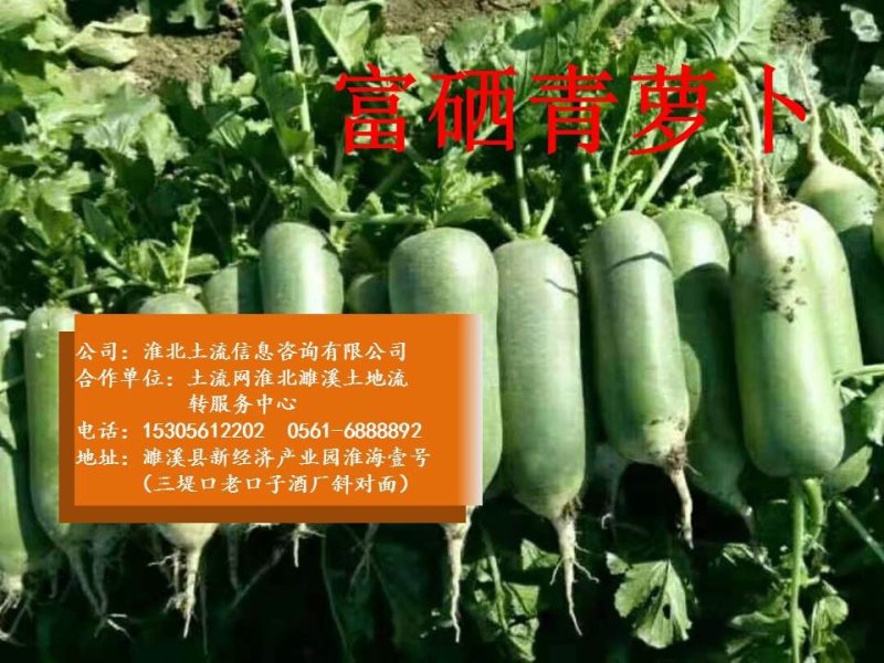 富硒青萝卜