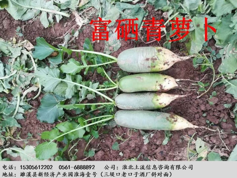 富硒青萝卜