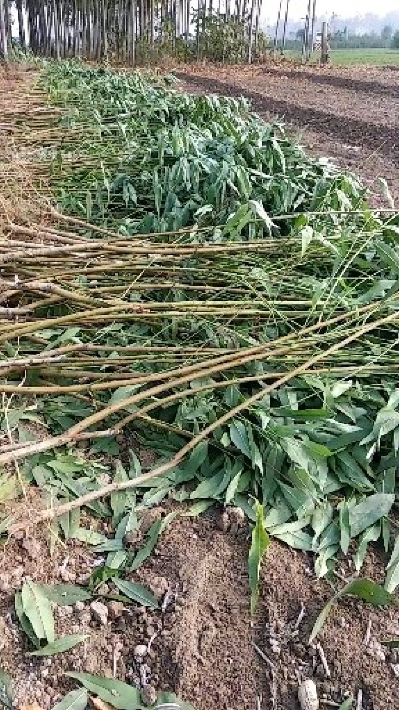 黄金冠黄桃:不套袋全黄，可上市场做商品果，可以做罐头果