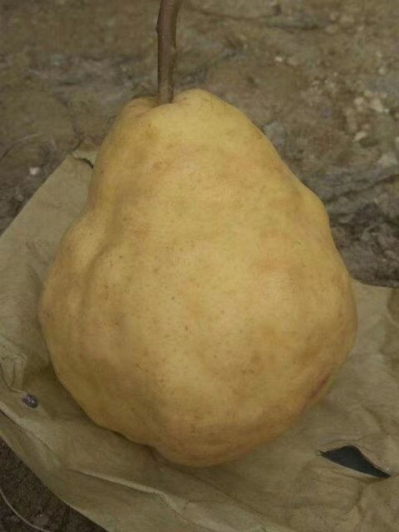 丑梨树苗
