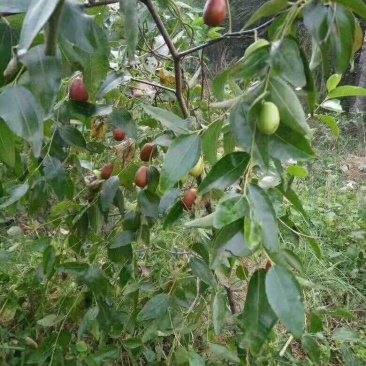 供应冬枣树苗龙枣葫芦枣嫁接苗