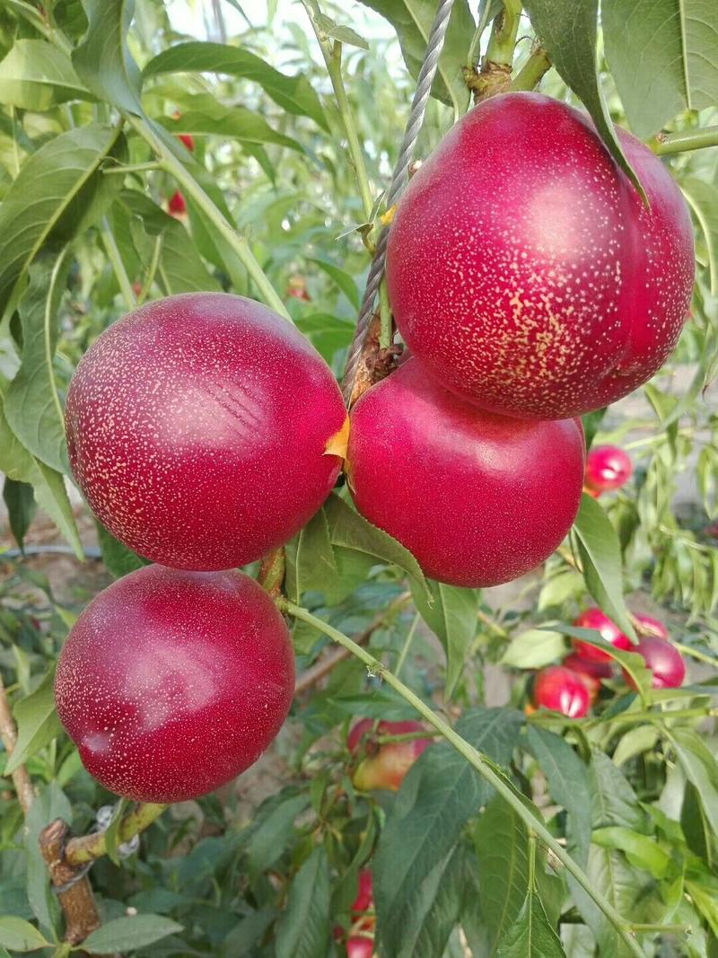 各种桃树苗油桃苗，提供种植技术。