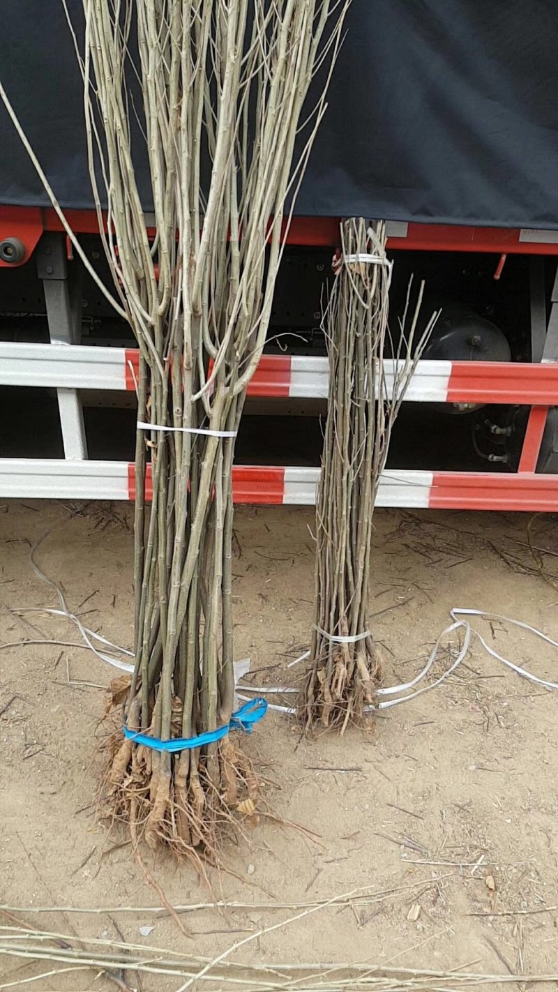 供应大红袍板栗树苗嫁接油栗子苗1-3年苗