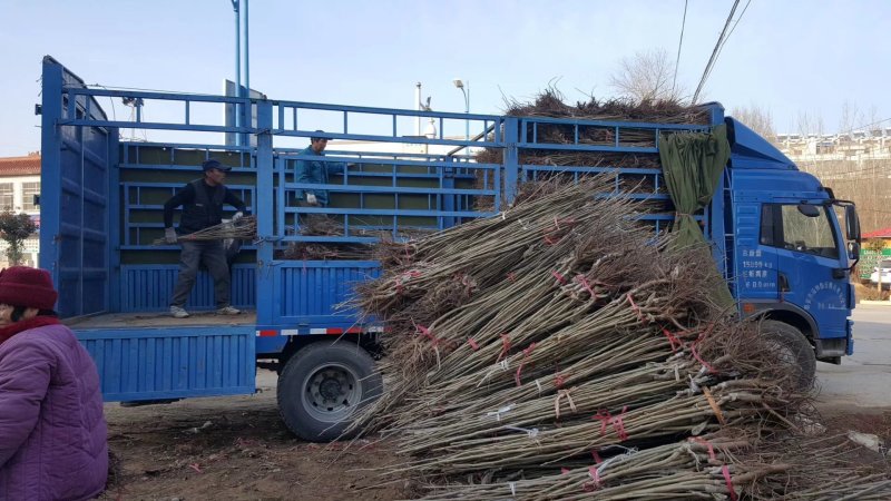 供应大红袍板栗树苗嫁接油栗子苗1-3年苗