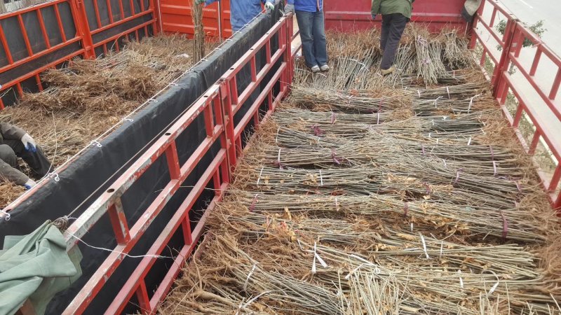 供应大红袍板栗树苗嫁接油栗子苗1-3年苗