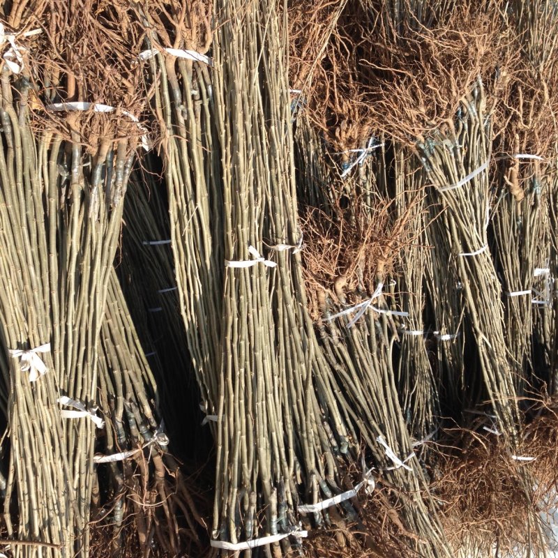 供应大红袍板栗树苗嫁接油栗子苗1-3年苗