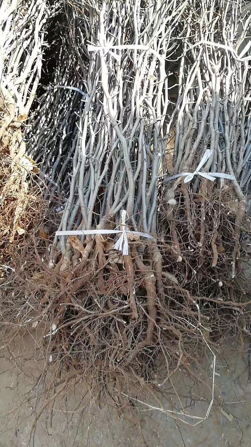 供应大红袍板栗树苗嫁接油栗子苗1-3年苗