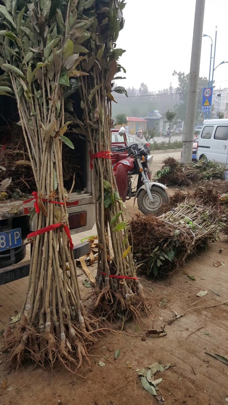 供应大红袍板栗树苗嫁接油栗子苗1-3年苗