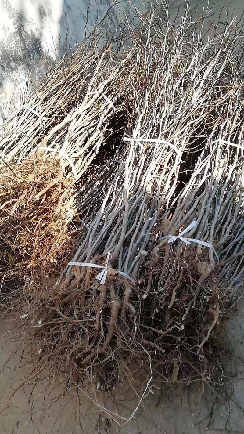 供应大红袍板栗树苗嫁接油栗子苗1-3年苗