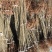 供应大红袍板栗树苗嫁接油栗子苗1-3年苗