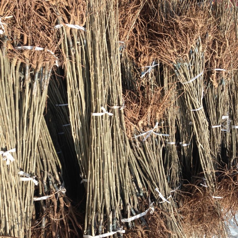 供应大红袍板栗树苗嫁接油栗子苗1-3年苗