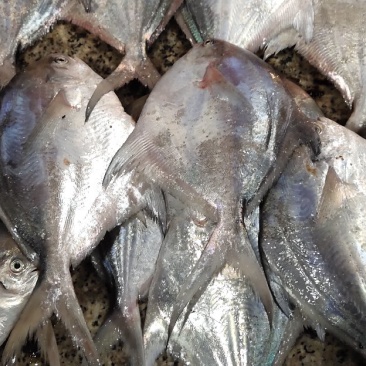 白鲳2，5两一3两