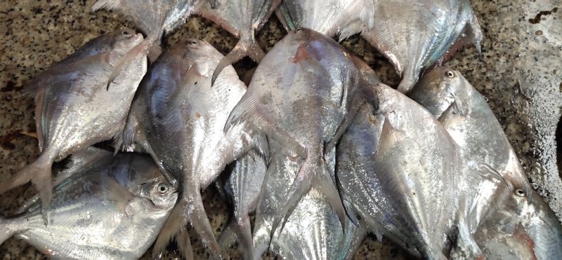 白鲳2，5两一3两