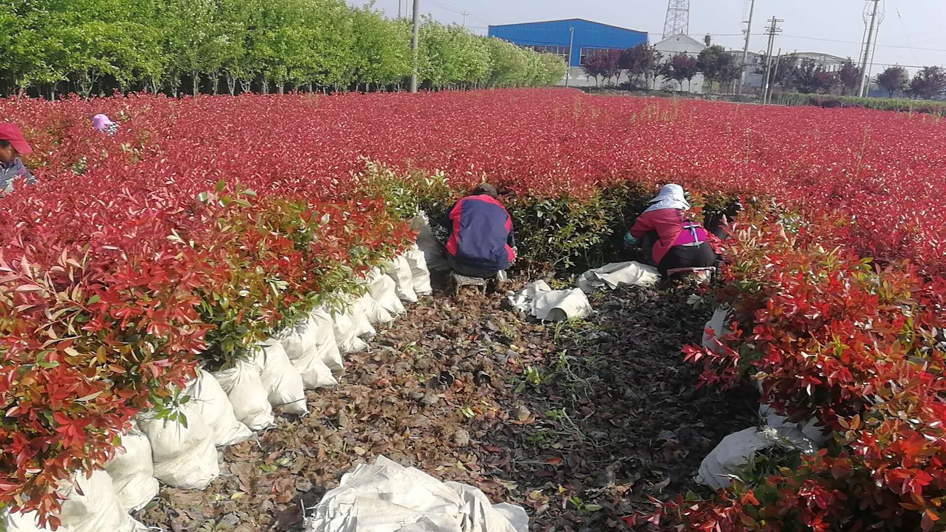 红叶石楠扦插育苗现场,工作人员正在进行插穗处理和种植 红叶石楠扦插育苗现场