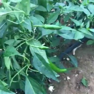贴片滴灌带