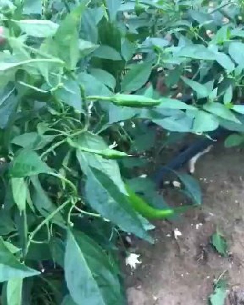 贴片滴灌带
