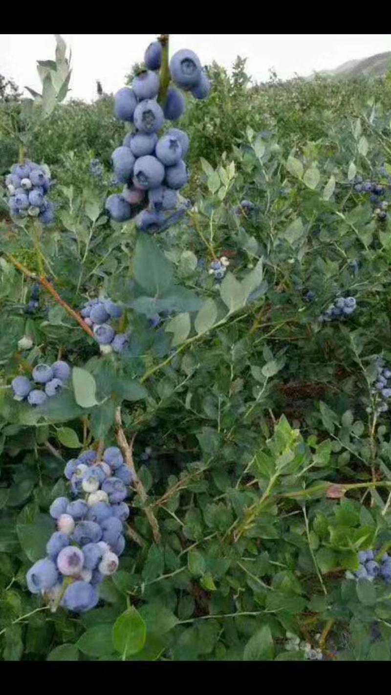 蓝莓苗80~100cm2年以上