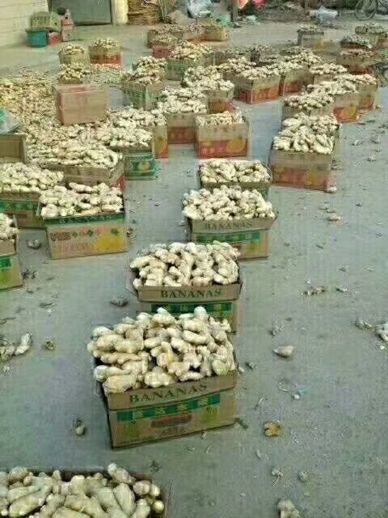 山东生姜基地【视屏看货】以质论价质量保证！物流发货中
