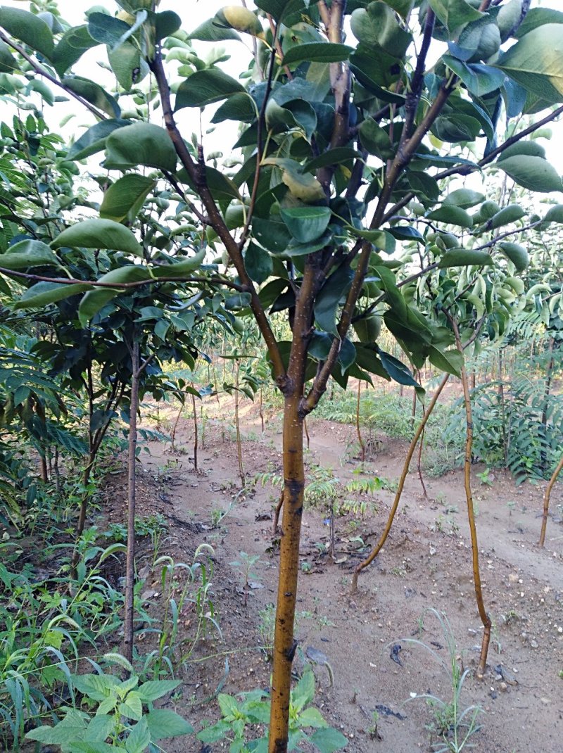 黄金梨树苗150~200cm1~4cm