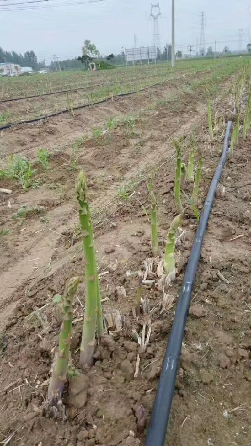 滴灌管