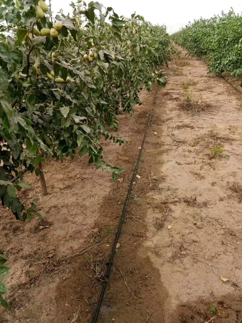 滴灌管