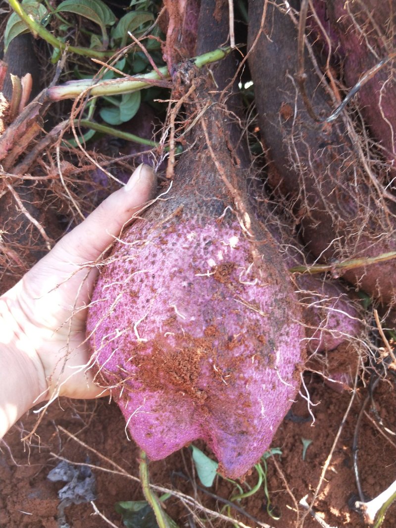 红土地紫山药口感香糯