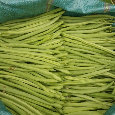 四季豆小金豆