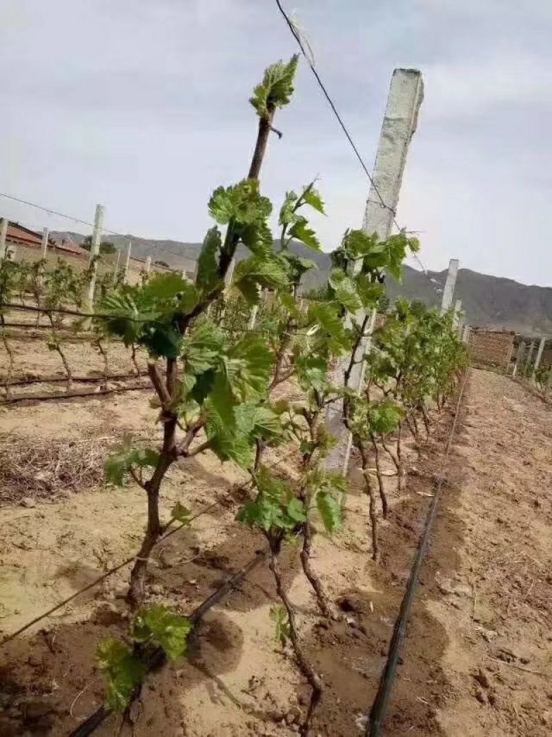 滴灌管