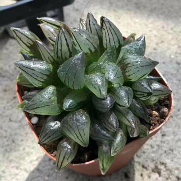 大西瓜