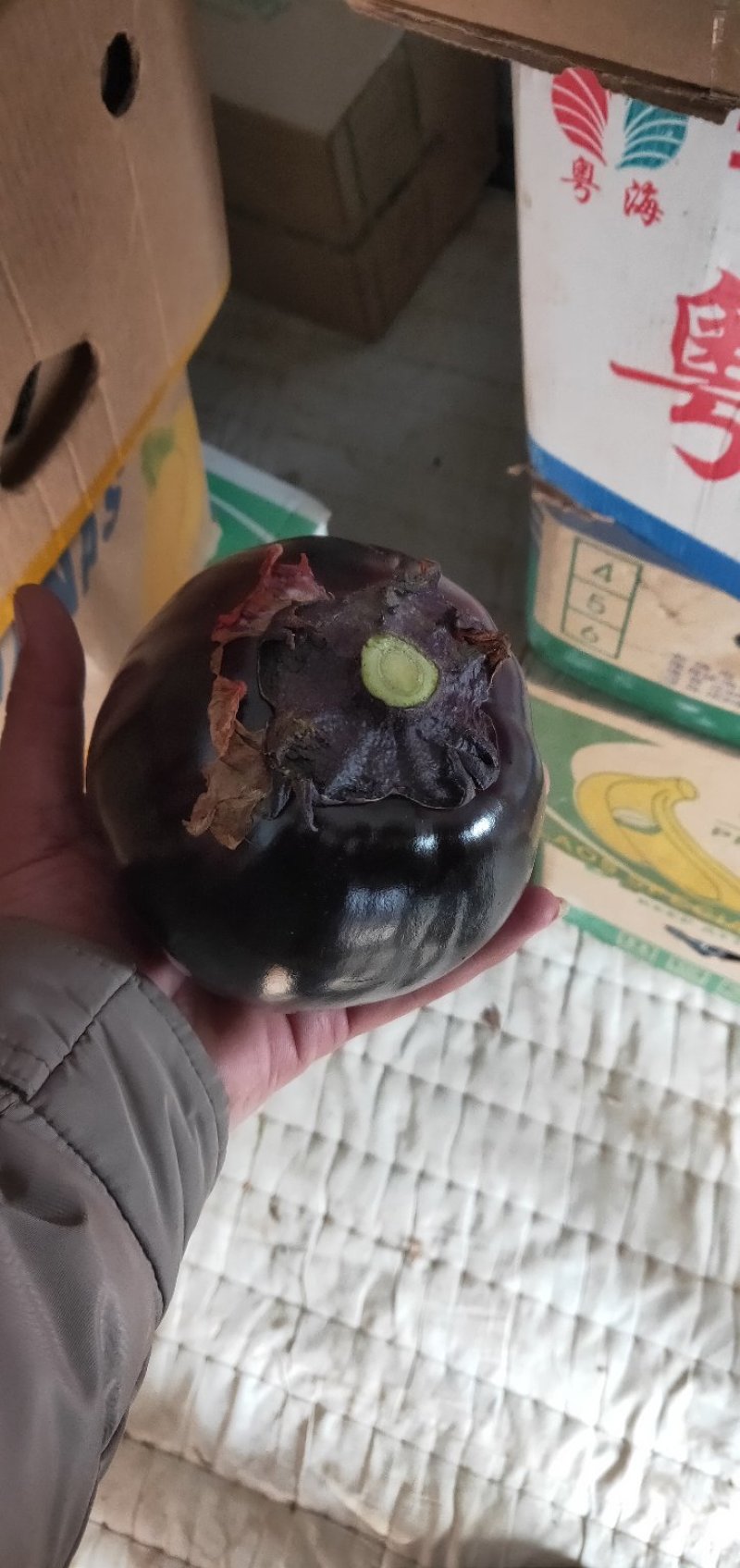紫光圆茄诚信代办超市专供，市场首先产地直销物美价