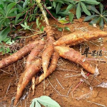 木薯