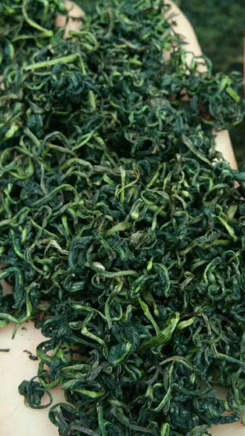 蒲公英优质茶，来自河南万亩蒲公英基地。健康你我他