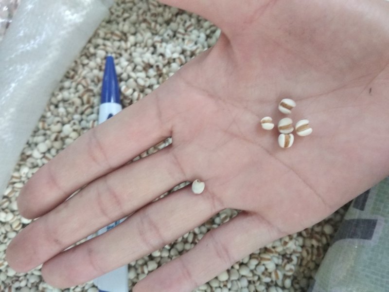 薏米干净无杂质