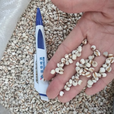 薏米干净无杂质