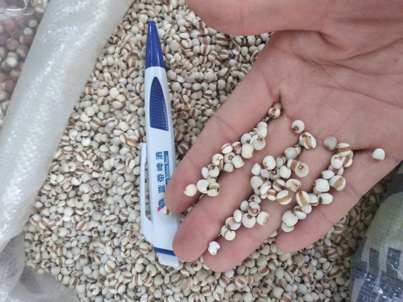 薏米干净无杂质
