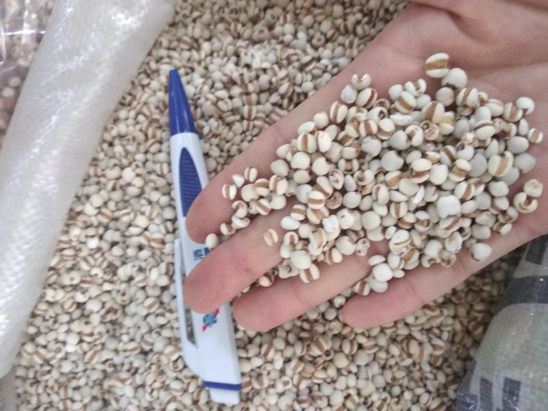 薏米干净无杂质