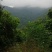 正宗野生山姜头