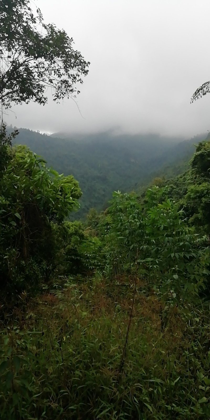 正宗野生山姜头