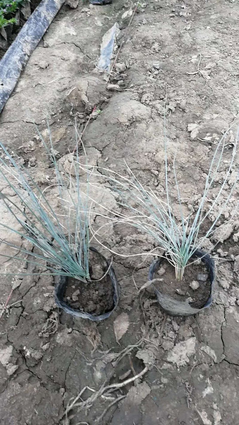 蓝羊毛
