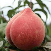 丽江雪桃一个有两斤的桃子包技术包品种可上门服务