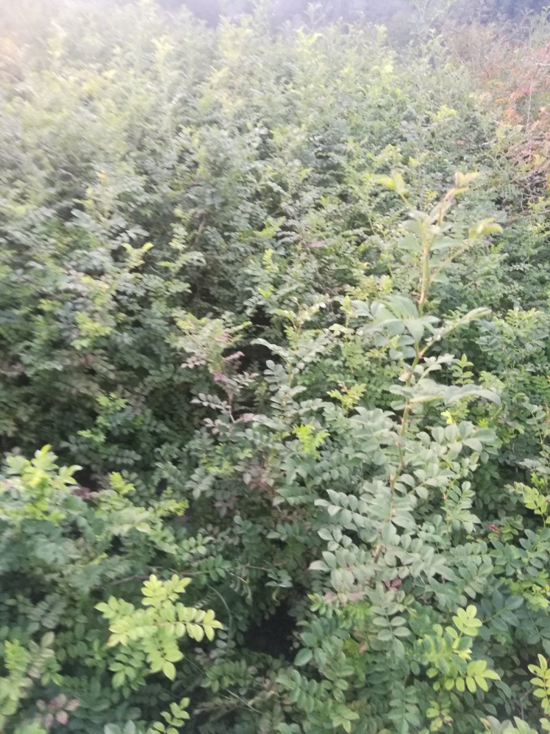 刺梨苗