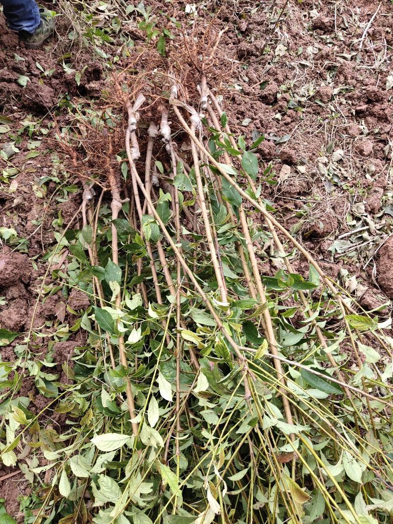 脆红李子苗保品种质量，基地现挖，欢迎来电