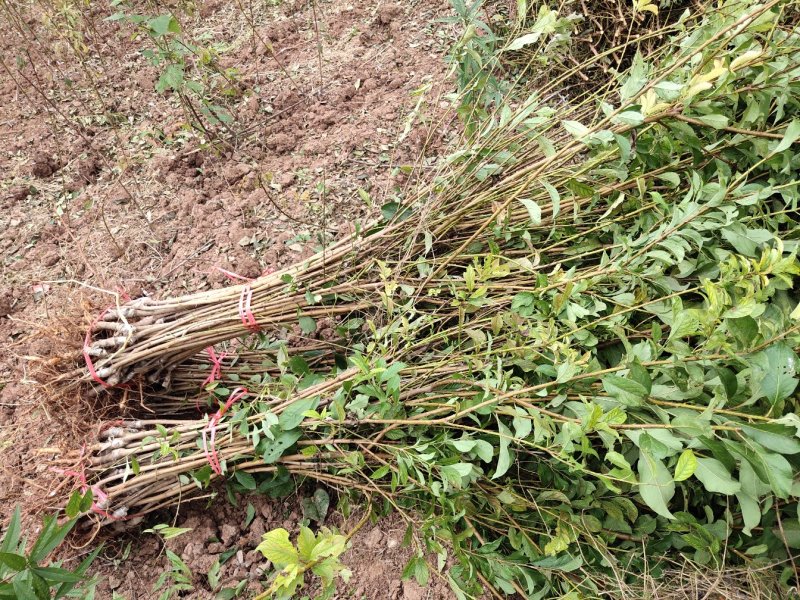 脆红李子苗保品种质量，基地现挖，欢迎来电