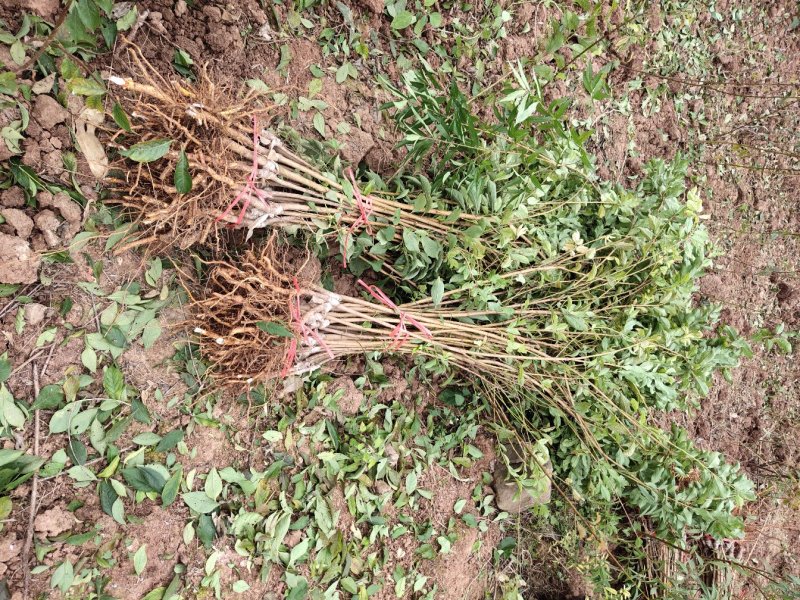 脆红李子苗保品种质量，基地现挖，欢迎来电