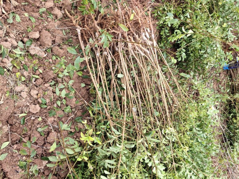 脆红李子苗保品种质量，基地现挖，欢迎来电