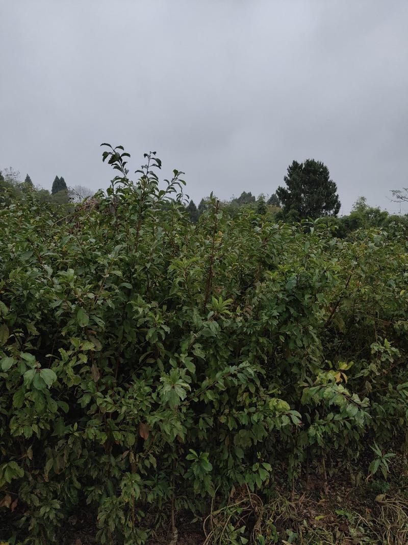 脆红李子苗保品种质量，基地现挖，欢迎来电