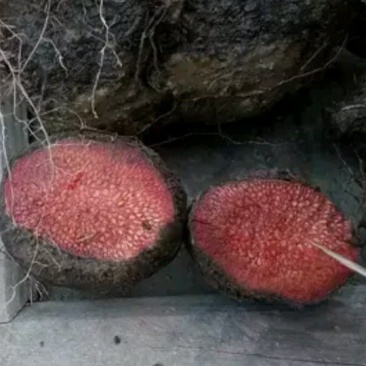 野生薯莨